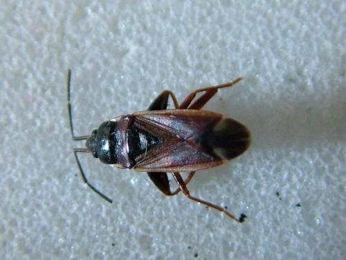 Réf. 237 382 : Eremocoris fenestratus